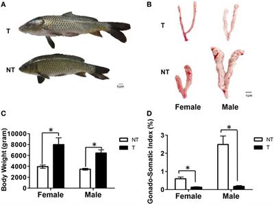 Growth Hormone Overexpression Disrupts Reproductive Status Through Actions on Leptin